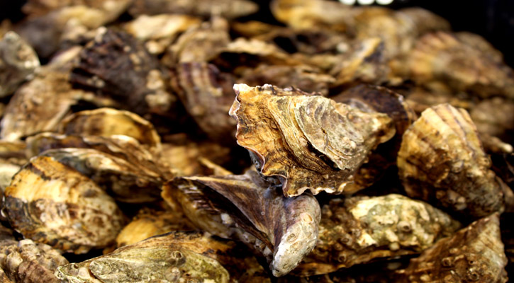 Buscan en BCS incrementar la producción de semillas de ostión en 400 millones