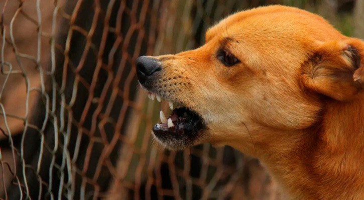Es permanente la vigilancia epidemiológica por rabia en BCS