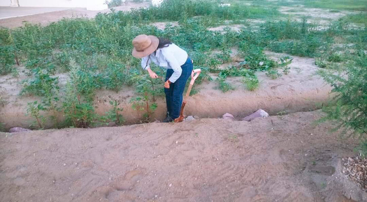 Lleva a cabo la UABCS proyecto para captar el agua pluvial mediante zanjas de infiltración