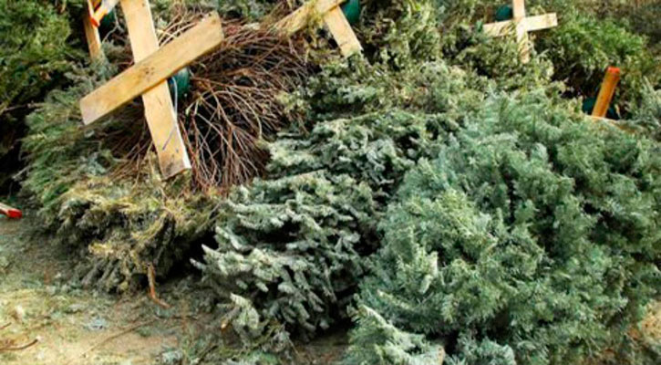 Abren centros de acopio para recibir árboles navideños en Los Cabos