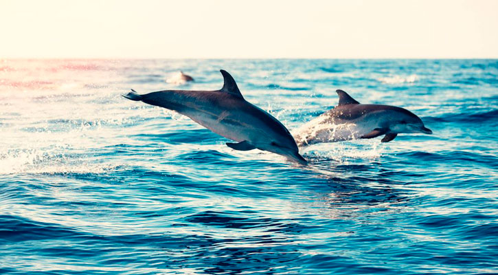 Utilizan el sonido los delfines como su principal forma de comunicación