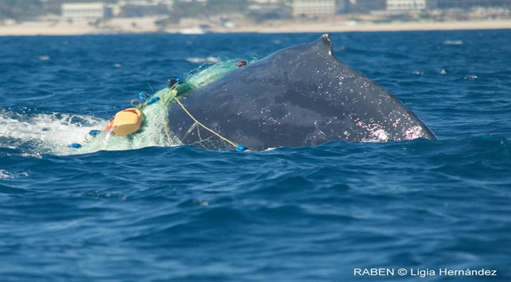 Liberan a ballena que se encontraba completamente cubierta en red agallera o chinchorro