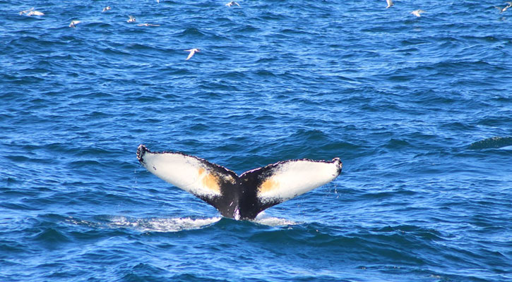 Dejan a 40 lancheros sin permiso para el avistamiento de la ballena en Loreto; interviene gobierno de BCS