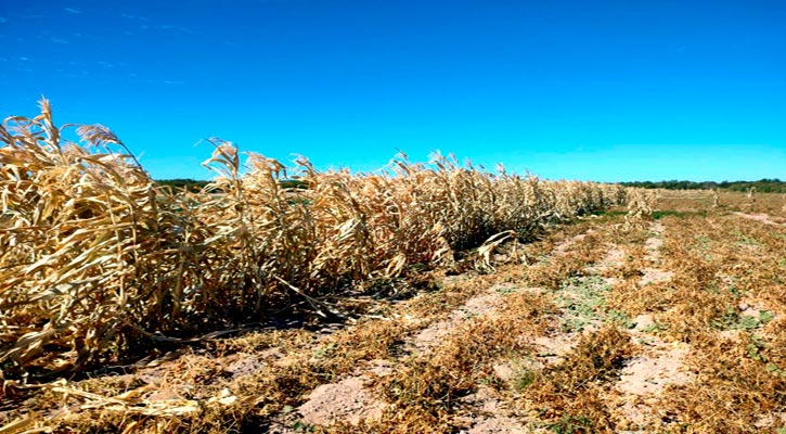 Afectaron las bajas temperaturas más de 400 hectáreas de cultivos en La Paz y Santo Domingo; sigue la evaluación