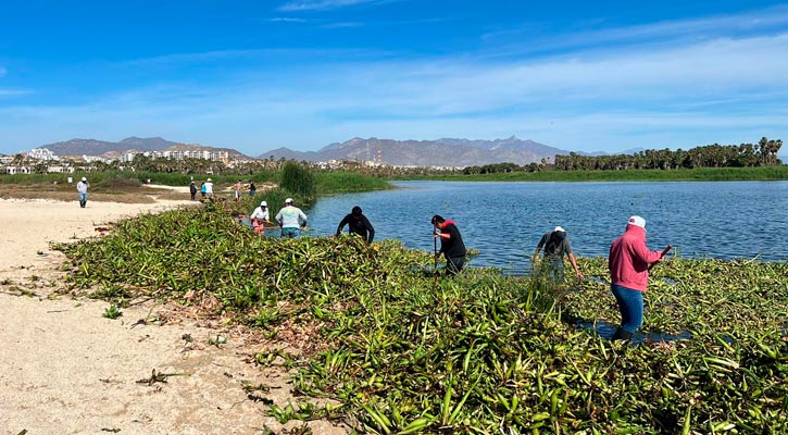 Retiraron del Estero josefino más de 20 toneladas de lirio