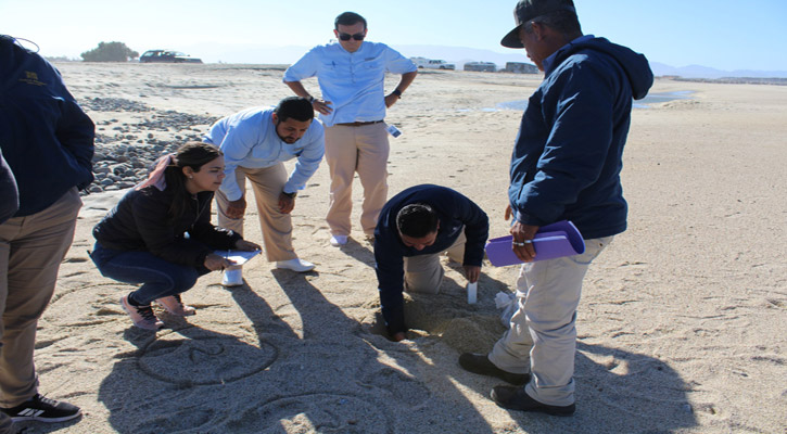 Se preparan ante la próxima temporada de la tortuga golfina en Los Cabos