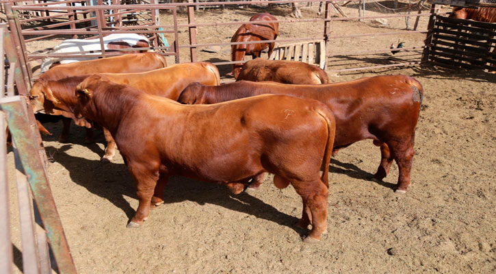 “Mantener la sanidad animal en BCS es el principal reto”: Sepada