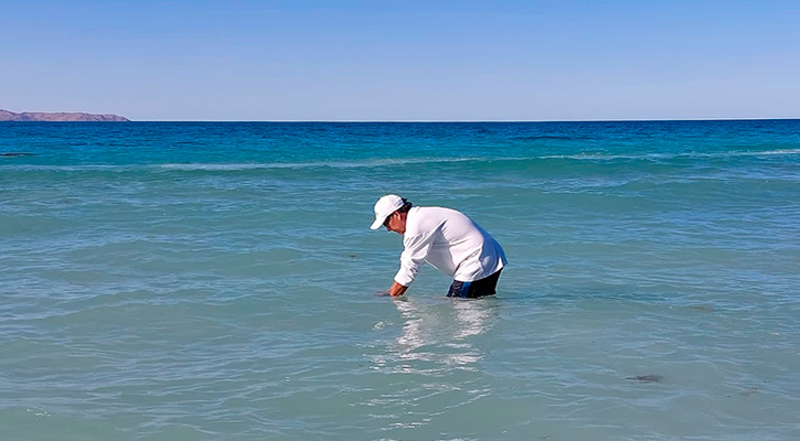 Es óptima la calidad del agua de mar de la playa en El Tecolote