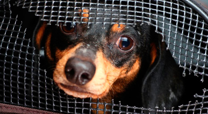 Tendrán que realizarse ajustes en materia de maltrato y crueldad animal en BCS