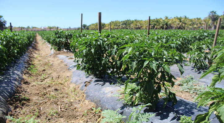 Casi 6 mil hectáreas de cultivos cíclicos tendrá BCS en el ciclo primavera-verano