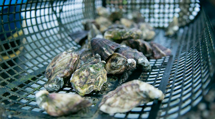 Se reanuda la extracción de molusco bivalvo en Puerto López Mateos