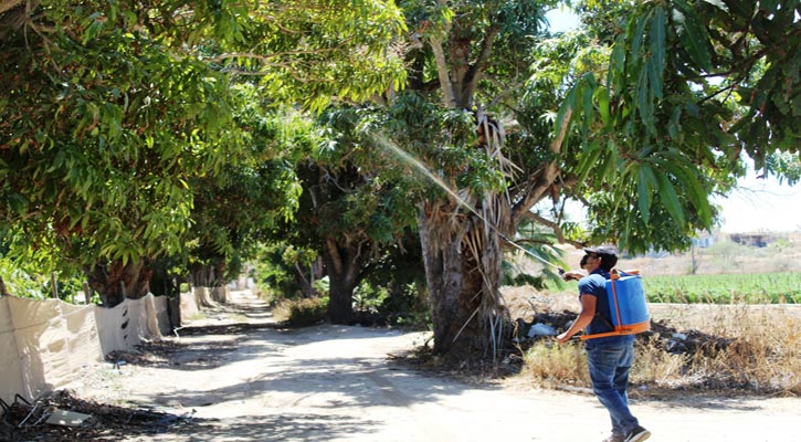 Avanza plan emergente contra mosca de la fruta en BCS