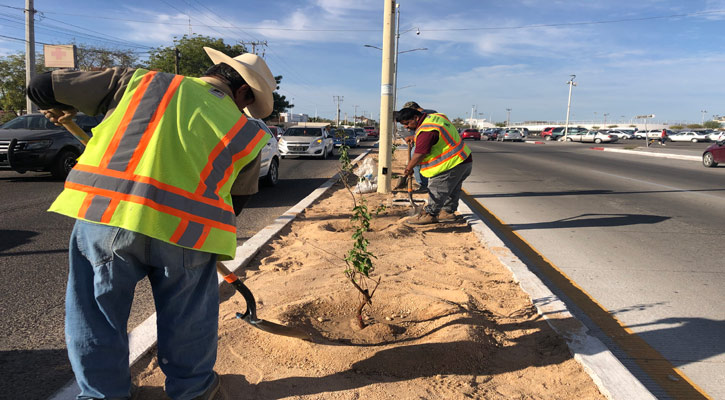 Reforestan avenida De los Deportistas en La Paz