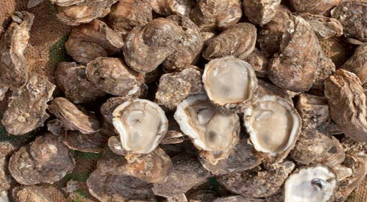 Cierran precautoriamente la extracción de moluscos bivalvos en esteros El Coyote y La Bocana