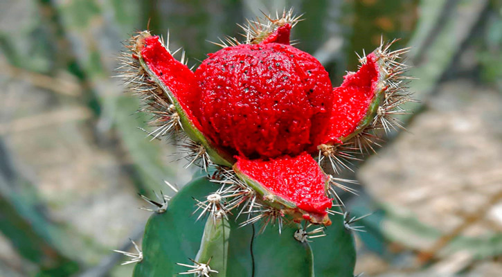 Invitan a las familias a celebrar el 33° aniversario de la Fiesta de la Pitahaya en Miraflores