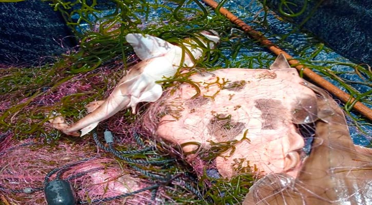 Retienen en Comondú redes por incumplir período de veda