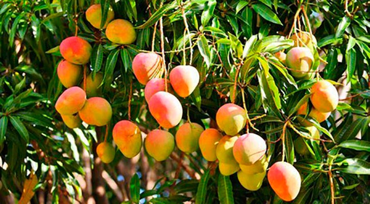 Habrá Concurso de Fotografía en la Feria del Mango 2023 de Santiago