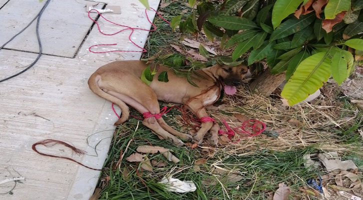 Arrestan a una persona que causaba daños físicos a sus mascotas en SJC