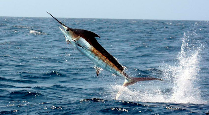 Manifestarán trabajadores de pesca deportiva su rechazo a la liberación comercial de especies destinadas a esa actividad