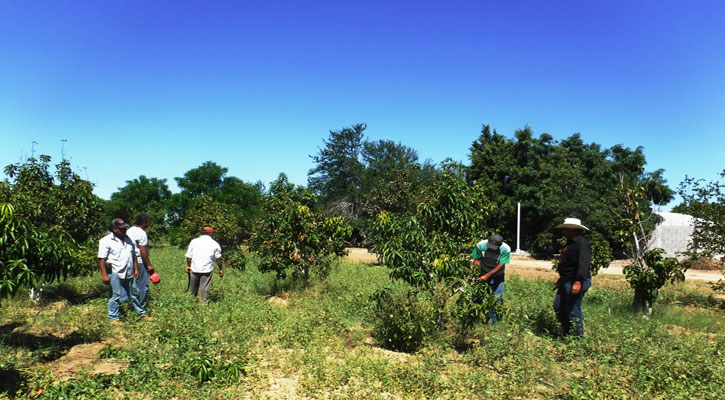 Ha donado Ceproveg más de 6 mil plantas frutales y de ornato a escuelas e instituciones