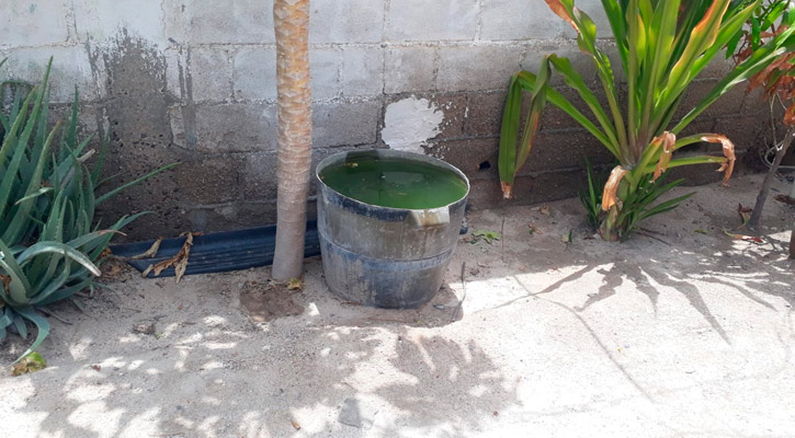 Recomienda IMSS mantener limpios patios y techumbres para evitar enfermedades causadas por mosquitos