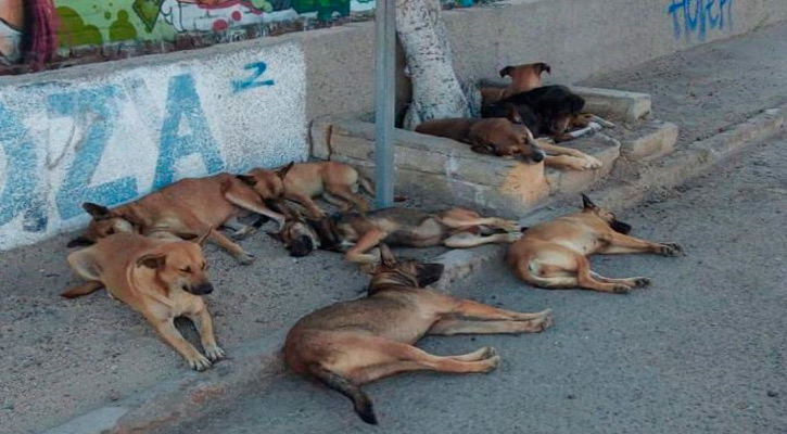 Aprobó el Congreso de BCS reformas para protección animal