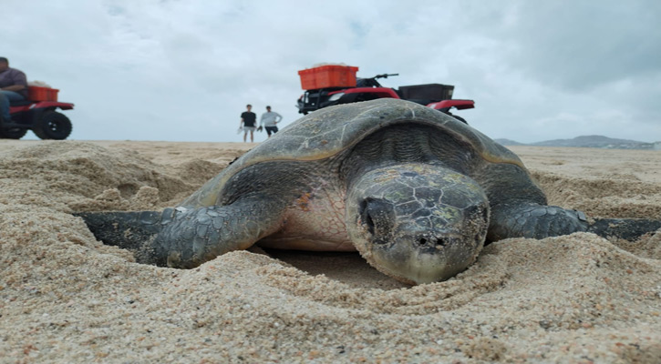 Se han protegido este año más de mil nidos y 80 mil huevos en Los Cabos