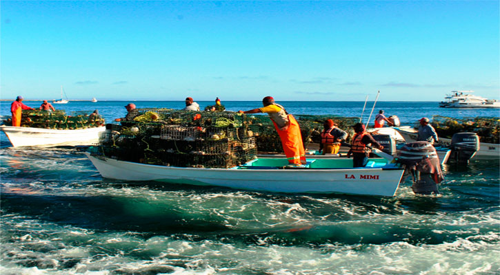 Mantiene BCS el liderazgo nacional en pesquería de langosta