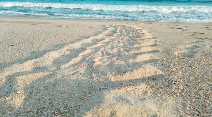 Recolectan 41 nidos de tortuga en Los Cabos Recolectan 41 nidos de tortuga en Los Cabos