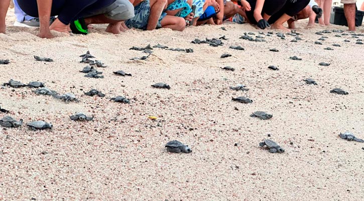 Liberaron más de 100 tortugas en SJC Liberaron más de 100 tortugas en SJC