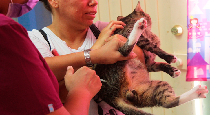 Iniciarán en colonias del sur de La Paz con Jornadas de Vacunación Antirrábica gratuitas Iniciarán en colonias del sur de La Paz con Jornadas de Vacunación Antirrábica gratuitas