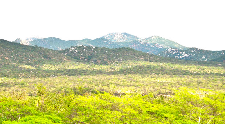 Rancheros de Áreas Naturales Protegidas salen de comunidades en busca de oportunidades Rancheros de Áreas Naturales Protegidas salen de comunidades en busca de oportunidades