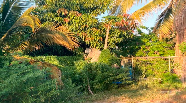 Hasta 7 reportes diarios de panales de abeja se atienden en Los Cabos diariamente