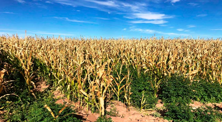 Emite Sepada recomendaciones a productores agrícolas por temporada de invierno