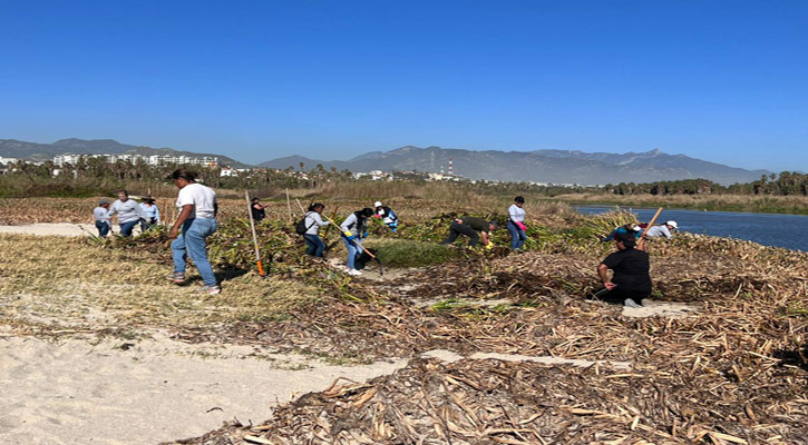 Más del 80% del lirio acuático que se encontraba en el Estero de SCJ se expulsó por efectos de “Norma”