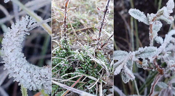 Primera helada de la temporada genera escarcha en la Sierra de la Laguna