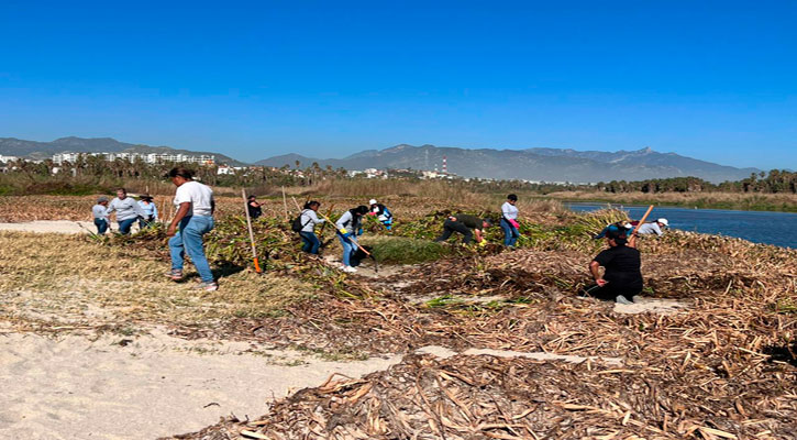 Recolectaron 80 toneladas de lirio acuático esparcido en playas de SJC