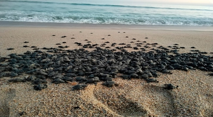 Se han recolectado 200 mil huevos de tortuga en Los Cabos en esta temporada