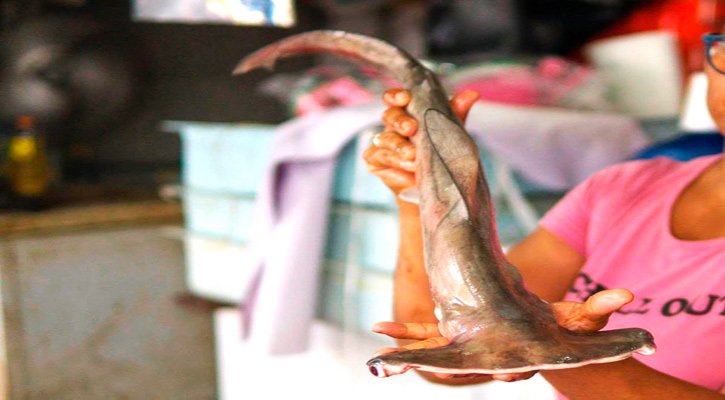 Alerta Oceana que el bacalao se sustituye por otras especies de menor valor o en peligro Alerta Oceana que el bacalao se sustituye por otras especies de menor valor o en peligro