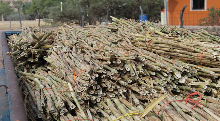 Distribuyó Sepada 30 toneladas de semilla de zacate cuba para alimentar ganado en BCS en el 2023