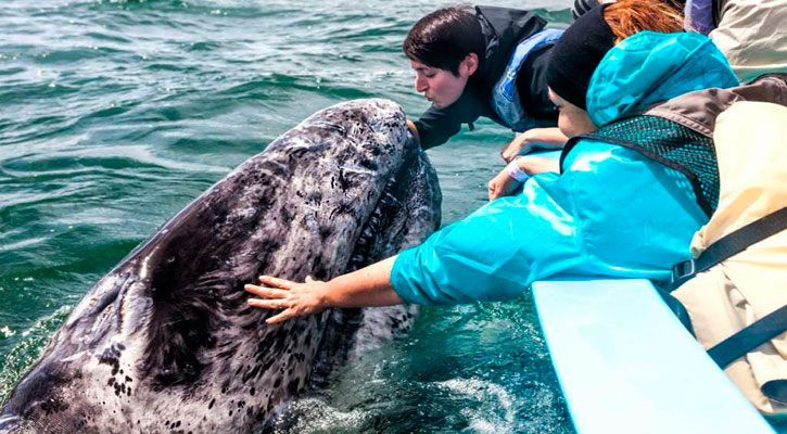 Comienza la movilidad hacia zonas de avistamiento de la ballena gris en BCS