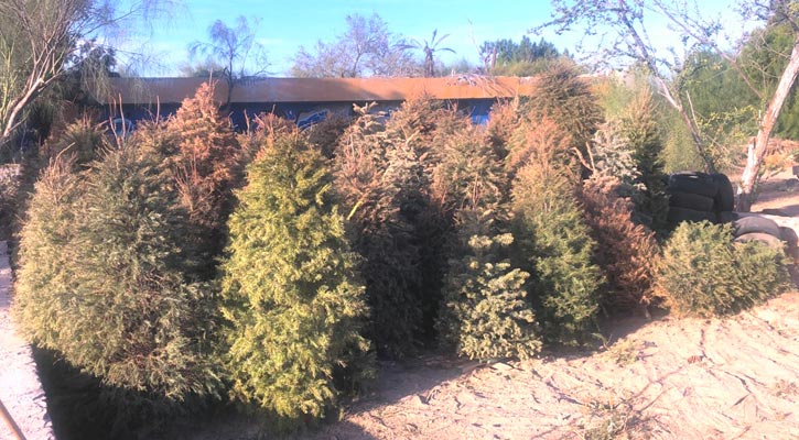 Habilitan en La Paz centro de acopio de árboles de Navidad en el Eco Parque Habilitan en La Paz centro de acopio de árboles de Navidad en el Eco Parque