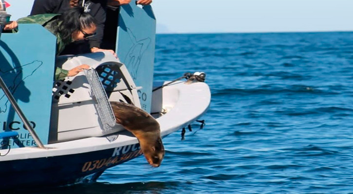 Rehabilitan con éxito a un lobo marino en el Centro de Rescate de la Unidad Pichilingue UABCS