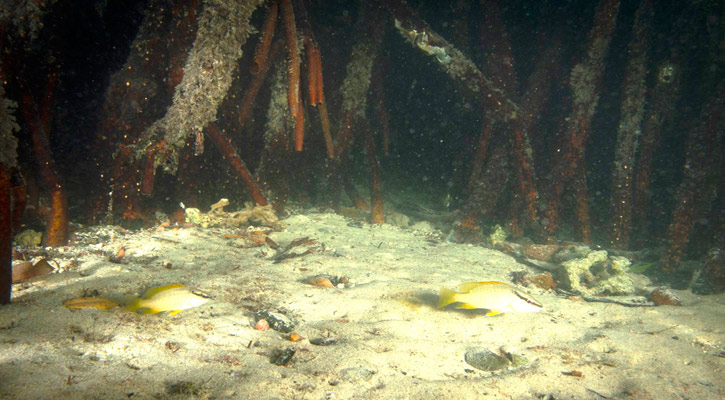 Los manglares de Balandra son sitios de importancia para el reclutamiento y crianza de pargos Los manglares de Balandra son sitios de importancia para el reclutamiento y crianza de pargos