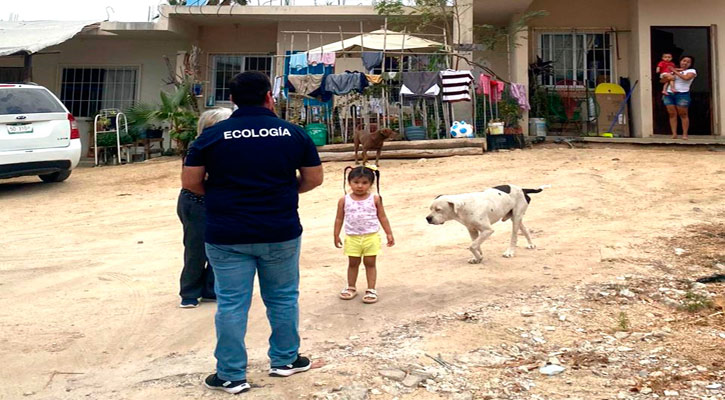 Realizarán 3 campañas de esterilización canina y felina en SJC y CSL