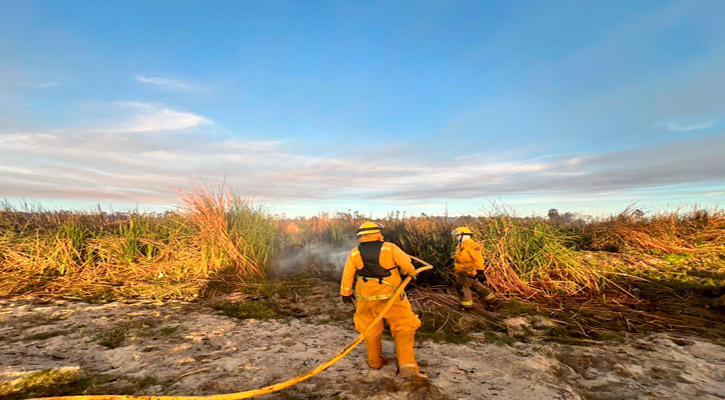 Tule, carrizo, pino salado y mezquite fue la vegetación que más se afectó en reciente incendio del Estero de SJC
