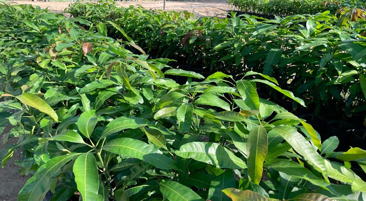 Más de 10 mil plantas de ornato a instituciones de BCS donó Sepada en el 2023 Más de 10 mil plantas de ornato a instituciones de BCS donó Sepada en el 2023