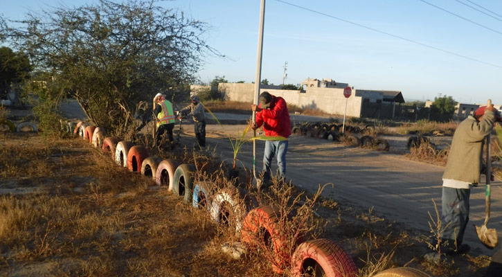 Se sumó Sepada al programa de reforestación para La Paz