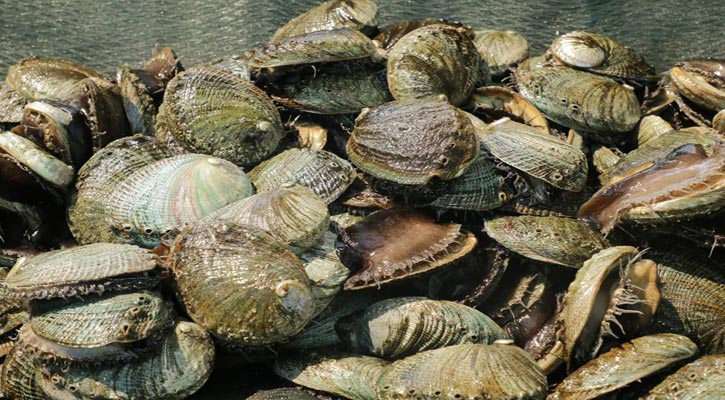 Concluye veda de abulón en la Zona IV de BCS Concluye veda de abulón en la Zona IV de BCS