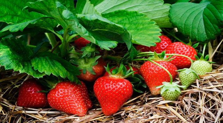 Se ubica BCS en el quinto lugar nacional de mayor producción de fresa